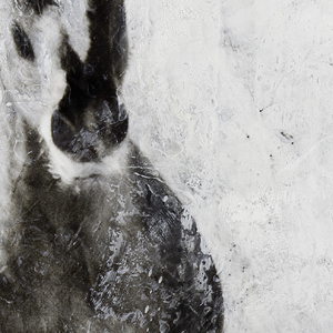 Wild_Abanon_Detail_1.jpg